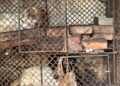 FOTO Polițiștii au salvat 13 pisici și trei câini din curtea unei femei din Suceava. Animalele erau captive în cuști de dimensiuni foarte mici