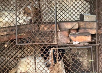 FOTO Polițiștii au salvat 13 pisici și trei câini din curtea unei femei din Suceava. Animalele erau captive în cuști de dimensiuni foarte mici