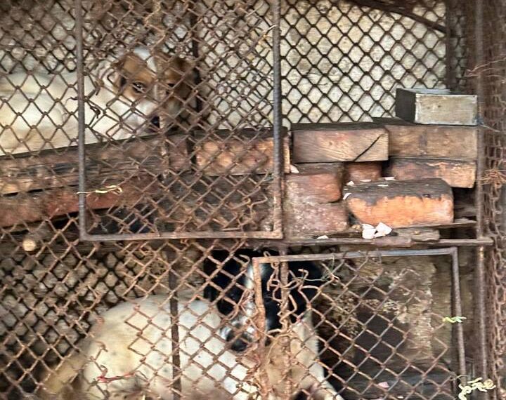 FOTO Polițiștii au salvat 13 pisici și trei câini din curtea unei femei din Suceava. Animalele erau captive în cuști de dimensiuni foarte mici