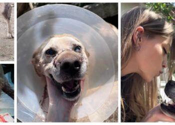 FOTO Asociația ”Casa lui Patrocle” a salvat un câine din Vatra Dornei, după ce o mână criminală l-a mutilat cu o sapă: ”Câinele nu mai vede deloc din cauza traumatismului și a loviturii. Un om de printre oameni l-a mutilat pe viață, i-a furat vederea și i-a închis ochii”