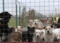Primăria Suceava cumpără hrană uscată pentru câinii din adăpostul de pe strada Energeticianului cu peste 64.000 de euro