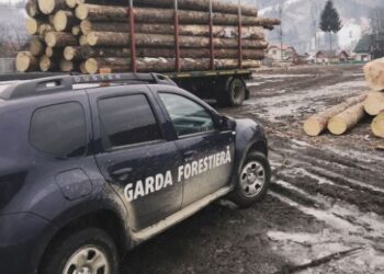 Mesajul Gărzii Forestiere Suceava, după ce a confiscat material lemnos de la un gater din Vicovu de Sus și unul din Frasin: ”Orice modalitate de a ‹ocoli› legea poate fi depistată în sistemul informatic, iar consecințele pot costa scump”