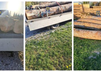FOTO Un nou transport de lemn de esență rară, în valoare de circa 5.000 de euro, confiscat de polițiștii suceveni. Lemnul este utilizat de meșterii lutieri pentru confecționarea instrumentelor muzicale
