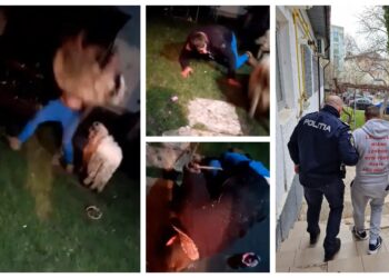 VIDEO Un sălbatic din Burla a ajuns în arest, după ce a bătut o oaie la ora 4 dimineața. Individul a izbit oaia de pământ și a lovit-o cu pumnii și picioarele de nenumărate ori