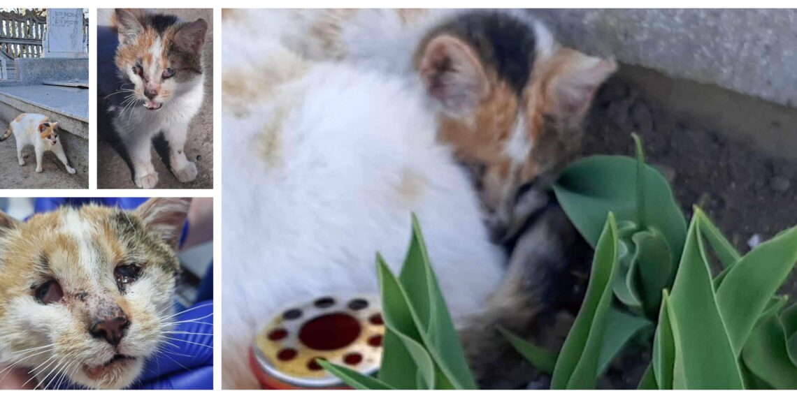 FOTO Asociația ”Casa lui Patrocle” a salvat o pisică desfigurată de piciorul unui dezaxat, dintr-un cimitir din Vadu Moldovei: ”Ne caută, ne aude, dar nu ne mai vede. Are gura ruptă și ochii distruși. Ochii sunt înfundați și întorși, de nu putem explica, căci n-am mai văzut așa ceva”