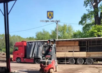 Polițiștii vasluieni i-au venit de hac unui sucevean care transporta ilegal peste 50 de metri cubi de cherestea. Oamenii legii au indisponibilizat ansamblul auto