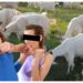 O suceveancă, care a luat-o la pumni pe o femeie de față cu polițiștii, a fost condamnată la o amendă penală de 3.000 de lei. Oamenii legii au folosit spray-ul lacrimogen față de agresoarea nervoasă pentru că niște capre i-au mâncat florile