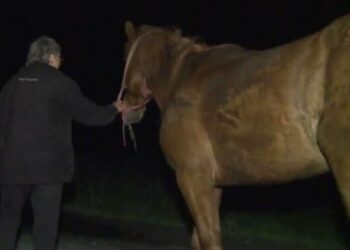 Dosar penal întocmit pe numele unei sucevence ce i-a furat calul vecinului, după ce cabalina i-a stricat culturile de lucernă, porumb, ceapă și sfeclă. Femeia a cerut 400 de lei, pentru restituirea animalului