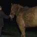 Dosar penal întocmit pe numele unei sucevence ce i-a furat calul vecinului, după ce cabalina i-a stricat culturile de lucernă, porumb, ceapă și sfeclă. Femeia a cerut 400 de lei, pentru restituirea animalului