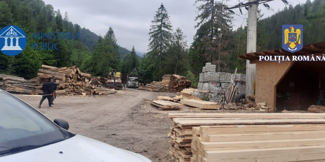 VIDEO Mafia Lemnului, vizitată de polițiștii suceveni. 16 percheziții au fost efectuate la mai mulți agenți economici din județul Suceava, cât și din Harghita și Cluj