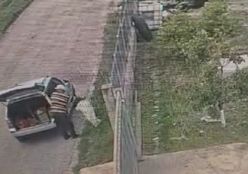 VIDEO Un sucevean a fost amendat cu 3.000 de lei, pentru că a abandonat trei pui de pisică. O cameră de supraveghere l-a surprins pe bărbat în timp ce arunca puii ca pe niște gunoaie, la marginea unui drum din Sfântu Ilie