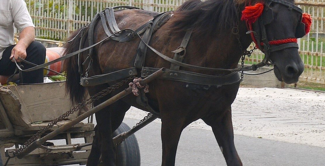 Un căruțaș și-a incendiat căruța din greșeală cu un chiștoc de țigară aruncat aiurea. Au ars 40 de baloți de fân și circa 10 metri dintr-un gard aflat în apropiere