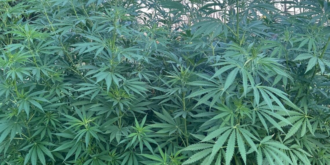 VIDEO Peste 1.000 de plante de canabis, ridicate de la locuința unui traficant de droguri din Suceava. Individul a fost arestat preventiv pentru 30 de zile