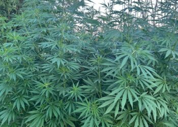 VIDEO Peste 1.000 de plante de canabis, ridicate de la locuința unui traficant de droguri din Suceava. Individul a fost arestat preventiv pentru 30 de zile