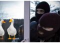 Doi indivizi din Vicovu de Sus au furat două rațe din curtea unui localnic, la miezul nopții