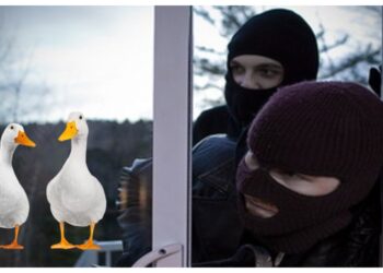 Doi indivizi din Vicovu de Sus au furat două rațe din curtea unui localnic, la miezul nopții