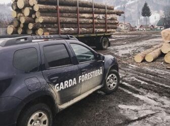 FOTO Polițiștii au confiscat peste 13.000 de metri cubi de material lemnos, de la un operator economic cu puncte de lucru în Broșteni și Dorna Candrenilor. Acesta a efectuat sute de transporturi fictive din Ungaria