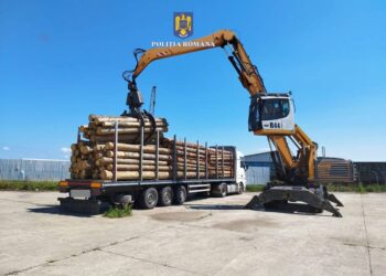 FOTO Transport ilegal de material lemnos, depistat în curtea fostului Schweighofer din Rădăuți. Polițiștii au confiscat peste 41 metri cubi de material lemnos și au indisponibilizat ansamblul de vehicule