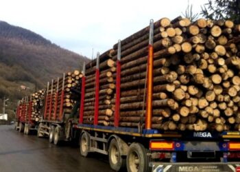 Polițiștii suceveni au confiscat 80 de vehicule identificate transportând ilegal material lemnos, în perioada 2018-2023. Șapte autotrenuri au fost confiscate în primele trei luni ale acestui an