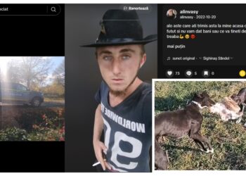 VIDEO Un an și șase luni de închisoare pentru un tânăr care și-a pus câinii să fugărească un iepure. Individul a filmat năzbâtia și s-a lăudat pe TikTok