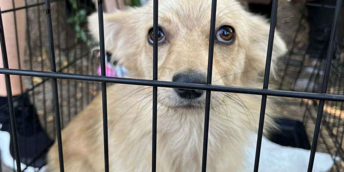 FOTO Polițiștii au salvat 16 câini și pisici din curtea unei bătrâne din Suceava