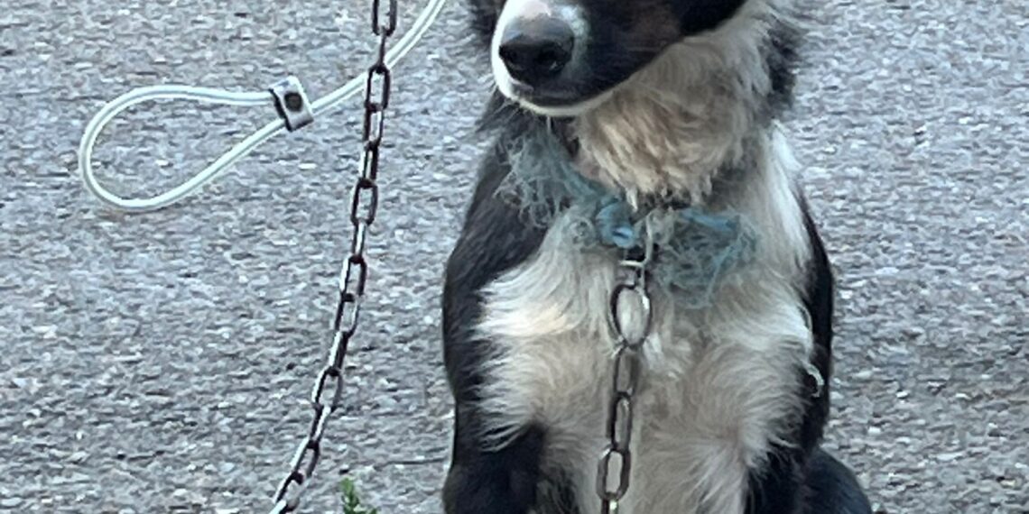 FOTO Polițiștii au salvat 16 câini și pisici din curtea unei bătrâne din Suceava