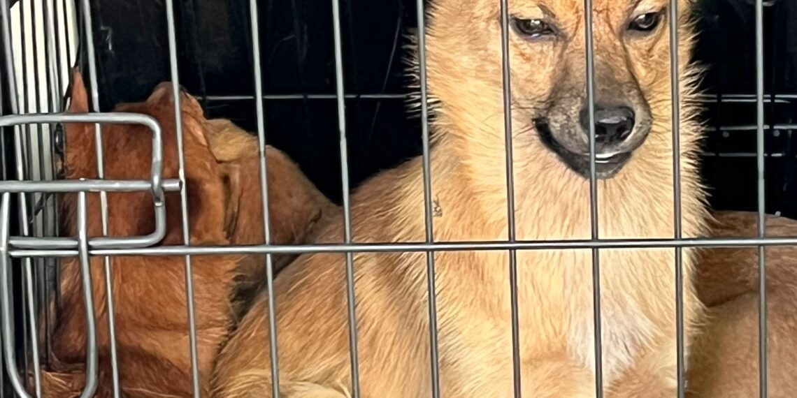 FOTO Polițiștii au salvat 16 câini și pisici din curtea unei bătrâne din Suceava