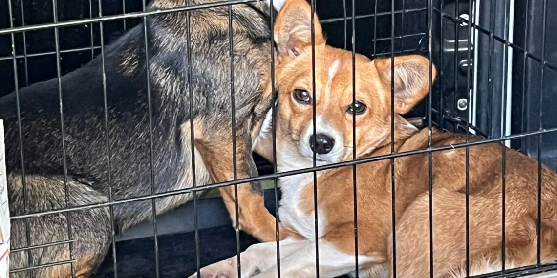 FOTO Polițiștii au salvat 16 câini și pisici din curtea unei bătrâne din Suceava