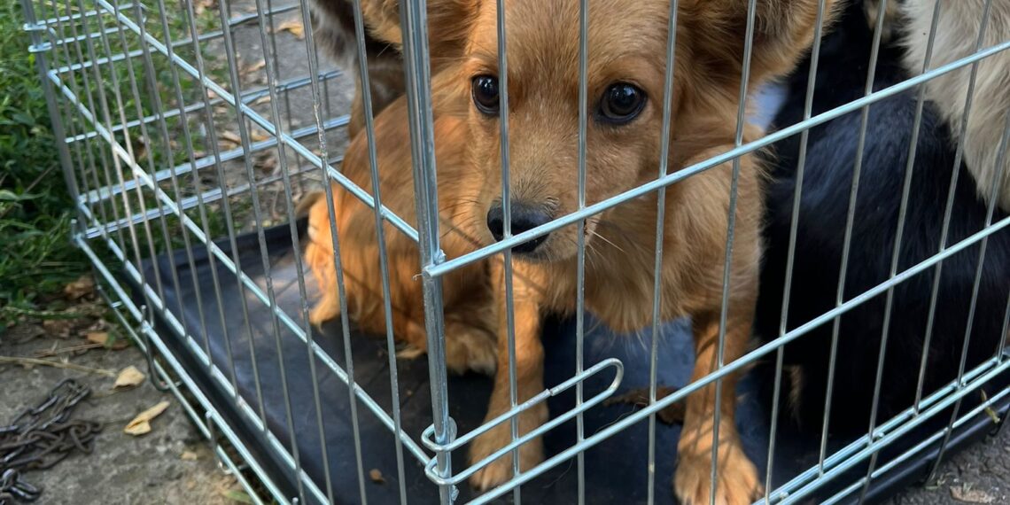 FOTO Polițiștii au salvat 16 câini și pisici din curtea unei bătrâne din Suceava