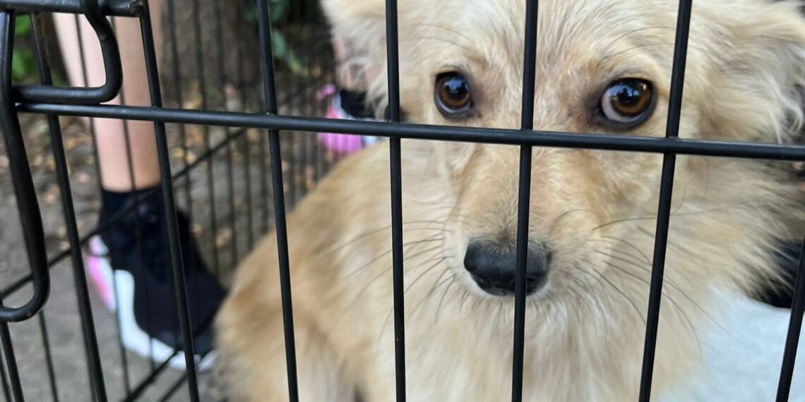 FOTO Polițiștii au salvat 16 câini și pisici din curtea unei bătrâne din Suceava