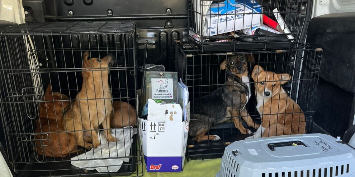 FOTO Polițiștii au salvat 16 câini și pisici din curtea unei bătrâne din Suceava