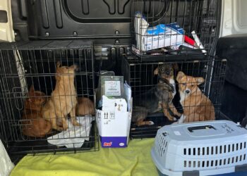 FOTO Polițiștii au salvat 16 câini și pisici din curtea unei bătrâne din Suceava