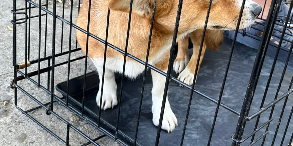 FOTO Polițiștii au salvat 16 câini și pisici din curtea unei bătrâne din Suceava