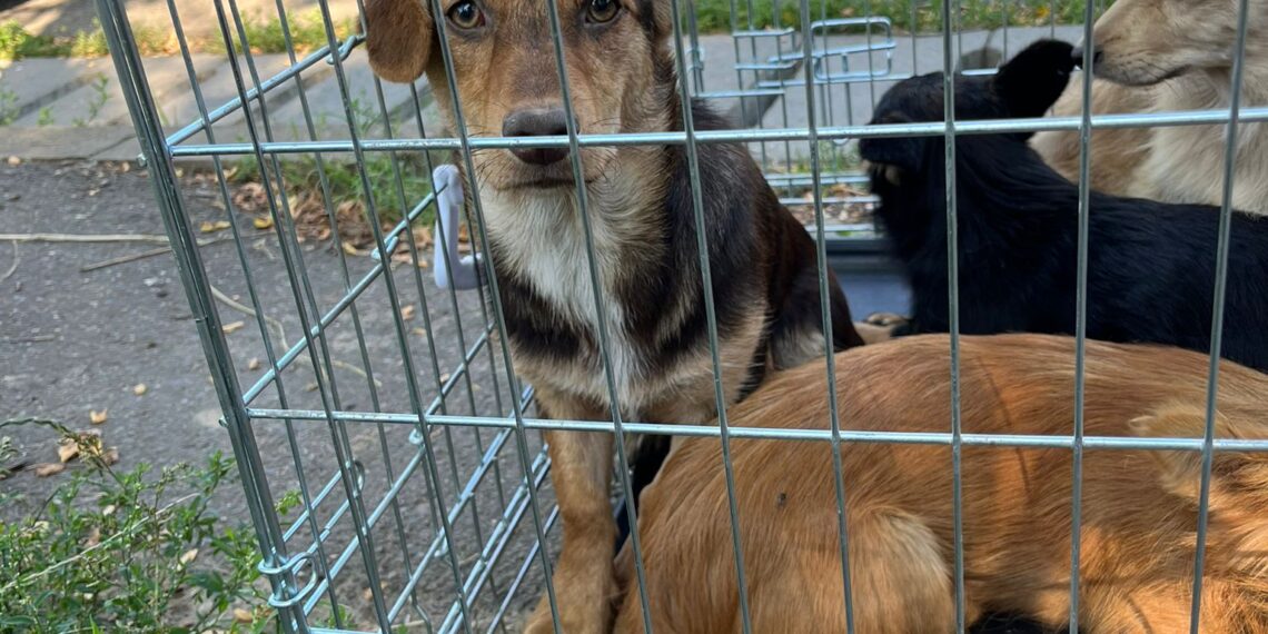 FOTO Polițiștii au salvat 16 câini și pisici din curtea unei bătrâne din Suceava