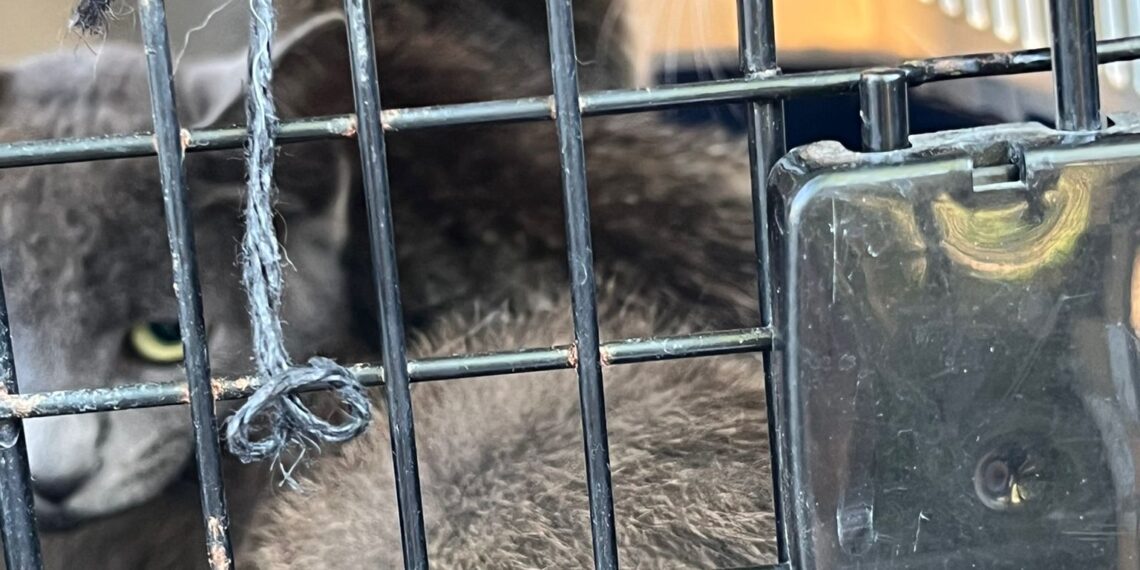 FOTO Polițiștii au salvat 16 câini și pisici din curtea unei bătrâne din Suceava