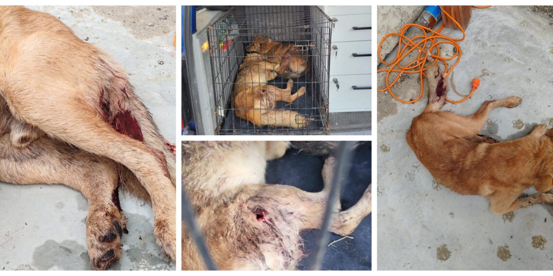 FOTO O persoană vânează câini cu arma, în municipiul Suceava. Polițiștii au deschis o anchetă și sunt pe urmele făptașului