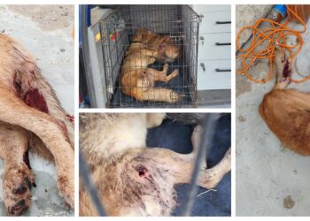 FOTO O persoană vânează câini cu arma, în municipiul Suceava. Polițiștii au deschis o anchetă și sunt pe urmele făptașului