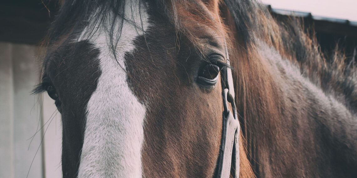 Un individ din localitatea Ciprian Porumbescu i-a furat calul tatălui său și l-a vândut cu 5.000 de lei în piața din Verești