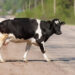 O șoferiță beată s-a izbit cu mașina într-o vacă, pe raza comunei Șaru Dornei. Bovina se deplasa pe carosabil