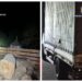 FOTO Un nou transport de lemn de esență rară, în valoare de circa 40.000 de lei, utilizat de meșterii lutieri pentru confecționarea instrumentelor muzicale, confiscat de polițiștii din Marginea