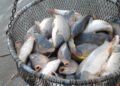 O fălticeneancă a fost păcălită să plătească 850 de lei pentru 11 kilograme de pește. Escroaca i-a bătut la ușă și nu s-a lăsat până nu a dus-o de nas pe victimă