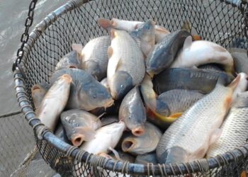O fălticeneancă a fost păcălită să plătească 850 de lei pentru 11 kilograme de pește. Escroaca i-a bătut la ușă și nu s-a lăsat până nu a dus-o de nas pe victimă