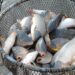 O fălticeneancă a fost păcălită să plătească 850 de lei pentru 11 kilograme de pește. Escroaca i-a bătut la ușă și nu s-a lăsat până nu a dus-o de nas pe victimă
