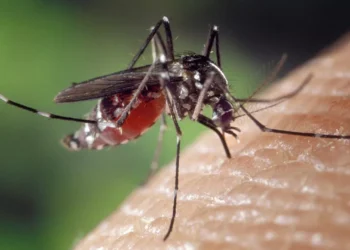Virusul West Nile a ajuns la Suceava. Trei bătrâni au fost confirmați, unul dintre ei decedând: ”Infecția se produce în urma înțepăturii de țânțar infectat cu acest virus. Țânțarii de la noi preiau virusul aparent de la păsările migratoare”