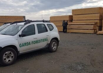 FOTO Garda Forestieră Suceava a confiscat 127 de metri cubi de material lemnos, cu ocazia efectuării a șase controale