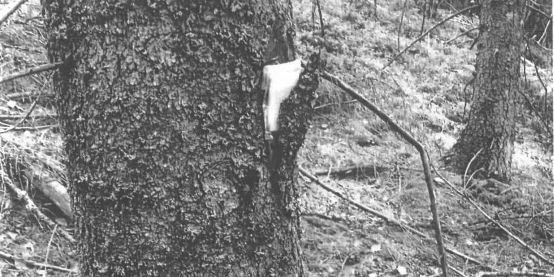 Nade feromonale, cu rolul de a atrage insectele dăunătoare pentru arbori, amplasate pe mai mulți copaci dintr-o pădure din Moldovița