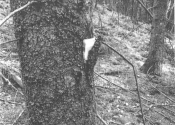 Nade feromonale, cu rolul de a atrage insectele dăunătoare pentru arbori, amplasate pe mai mulți copaci dintr-o pădure din Moldovița
