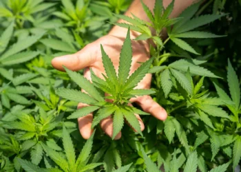 O mamă din Suceava și cei doi fii ai săi au fost condamnați pentru cultivare de canabis. Femeia a avut grijă de plantele fiului său TIR-ist, știind că acesta le folosește pentru a se droga. Aproape 300 de grame de canabis au fost ridicate în urma perchezițiilor