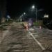 FOTO Patru accidente rutiere în această dimineață din cauza poleiului, în județul Suceava. IPJ Suceava emite recomandări pentru siguranța deplasării pe carosabil umed