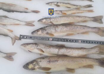 FOTO Bărbați bănuiți de braconaj piscicol, prinși în flagrant de polițiști pe raza localității Fundu Moldovei, pe albia râului Moldova